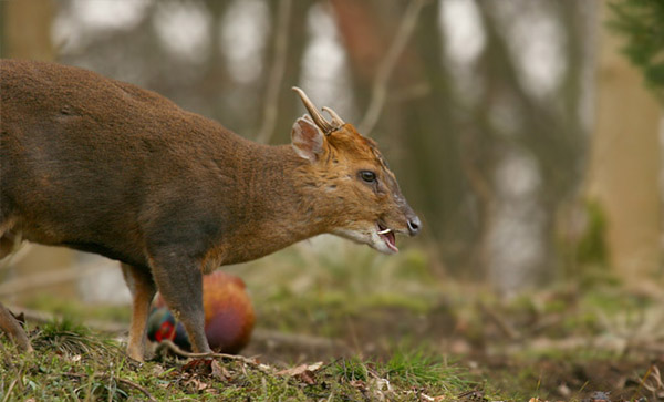Male Adult Muntjac